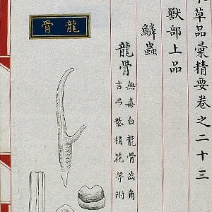 Page on "Dragon Bones" from Herbal Classic of Shen Nong - Health and Fitness History