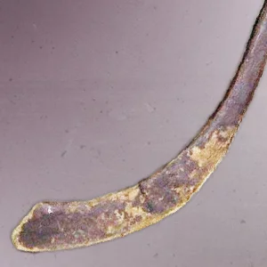 hockey stick of William Moffatt - Health and Fitness History