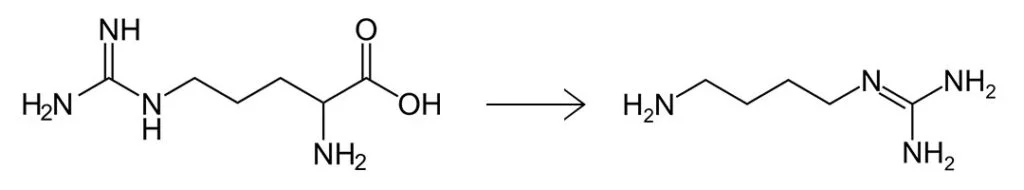 structures chimiques de la l-arginine et de l'agmatine